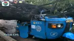 Sebelum roboh pohon sudah terlihat miring beruntung para pengendara sempat menghindar meski sebuah sepeda motor dan bajaj rusak parah