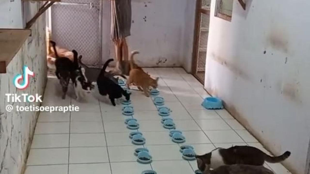 Viral Wanita Punya Ratusan Ekor Kucing di Rumah, Ini Sosok Tuti Suprapti yang Curi Perhatian
