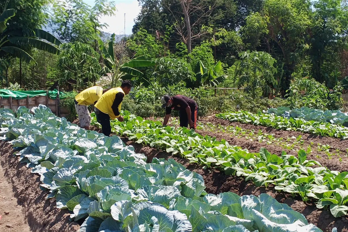 Para warga binaan Rutan Kelas IIB Maumere, sedang membersikan lahan sayur. (Liputan6.com/Dionisius Wilibardus)