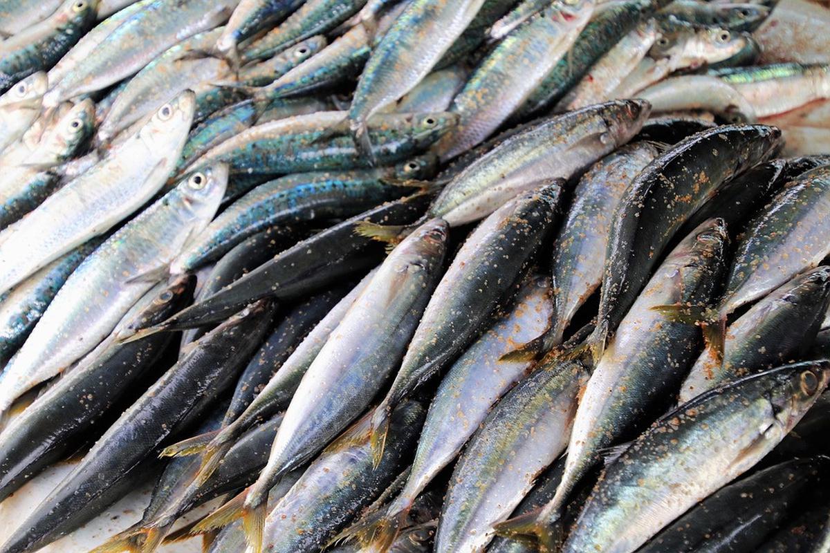 Manfaat Ikan Kembung untuk Kesehatan