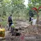 Lahan Sawit Ilegal Ditemukan di Bukit Tengkorak