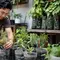 15 Tips Menanam Cabai di Botol Bekas agar Tumbuh Subur, Panduan agar Berbuah Lebat