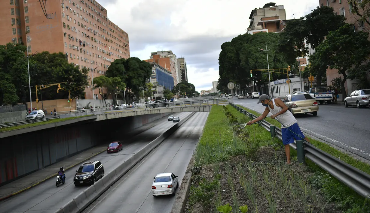 Santos Rodriguez menyirami kebun sayur perkotaannya yang dia tanam di jalur median di sepanjang Libertador Ave., yang terletak di seberang jalan dari gedung apartemen perumahan umum tempat dia tinggal di Caracas, Venezuela (27/8/2020). (AP Photo/Matias Delacroix)