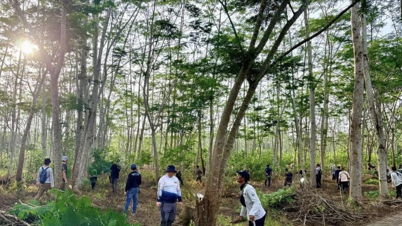 Dishut Kalsel Perkuat RHL Bundaran Pohon Jokowi dengan Penanaman Pohon Tanjung