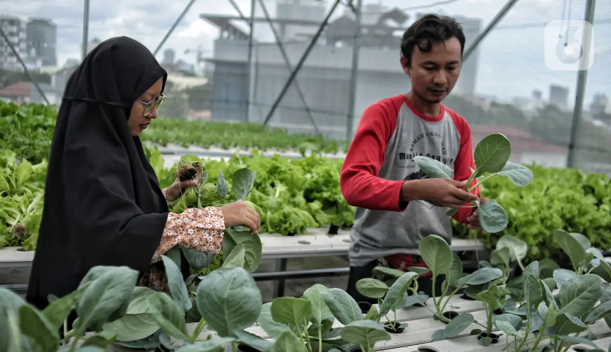 Petugas masjid melakukan perawatan sayuran yang ditanam dengan sistem hidroponik 'Smart Farming' di atap Masjid Asy-syifa, Jakarta Pusat, Senin (23/1/2023). Dinas Ketahanan Pangan, Kelautan dan Pertanian (KPKP) Jakarta Pusat bekerja sama dengan pengurus Masjid Asy-syifa memanfaatkan lahan atap untuk budi daya sayuran hidroponik sebagai upaya menghijaukan lingkungan serta menjadi nilai ekonomis baik untuk pengurus dan warga sekitar. (merdeka.com/Iqbal S. Nugroho)
