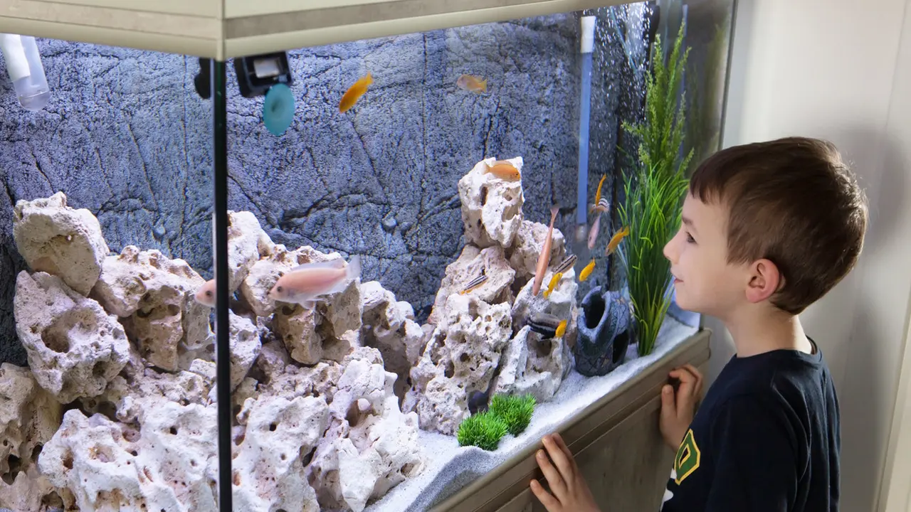 Cara Membuat Aquarium Unik