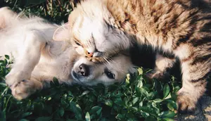 Nafsu Makan Anabul Berubah, Ini Tanda-Tanda yang Wajib Diperhatikan Pet Owner
