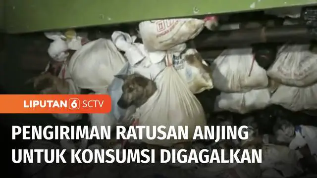 VIDEO: Heboh! Truk Angkut Ratusan Anjing di Tol Kalikangkung, Diduga Hendak Diperjualbelikan