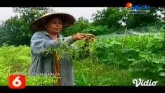 Tingginya curah hujan memicu serangan hama patek pada tanaman cabai di kawasan perbukitan kapur Kabupaten Tuban, Jawa Timur. Buah cabai tiba-tiba membusuk dan mengering sebelum memasuki masa panen.