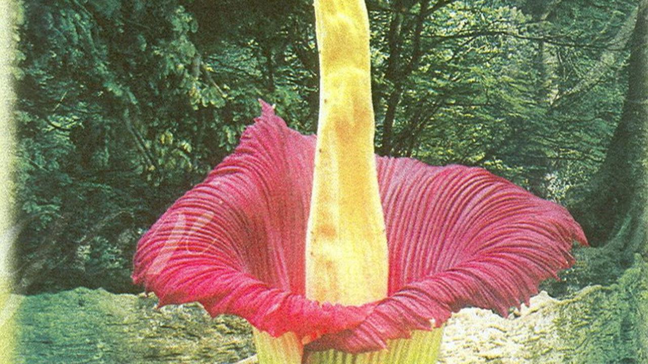 Titan Arum