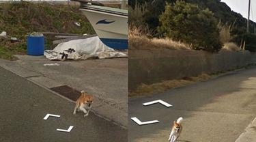Anjing Mengejar Mobil Google Street View