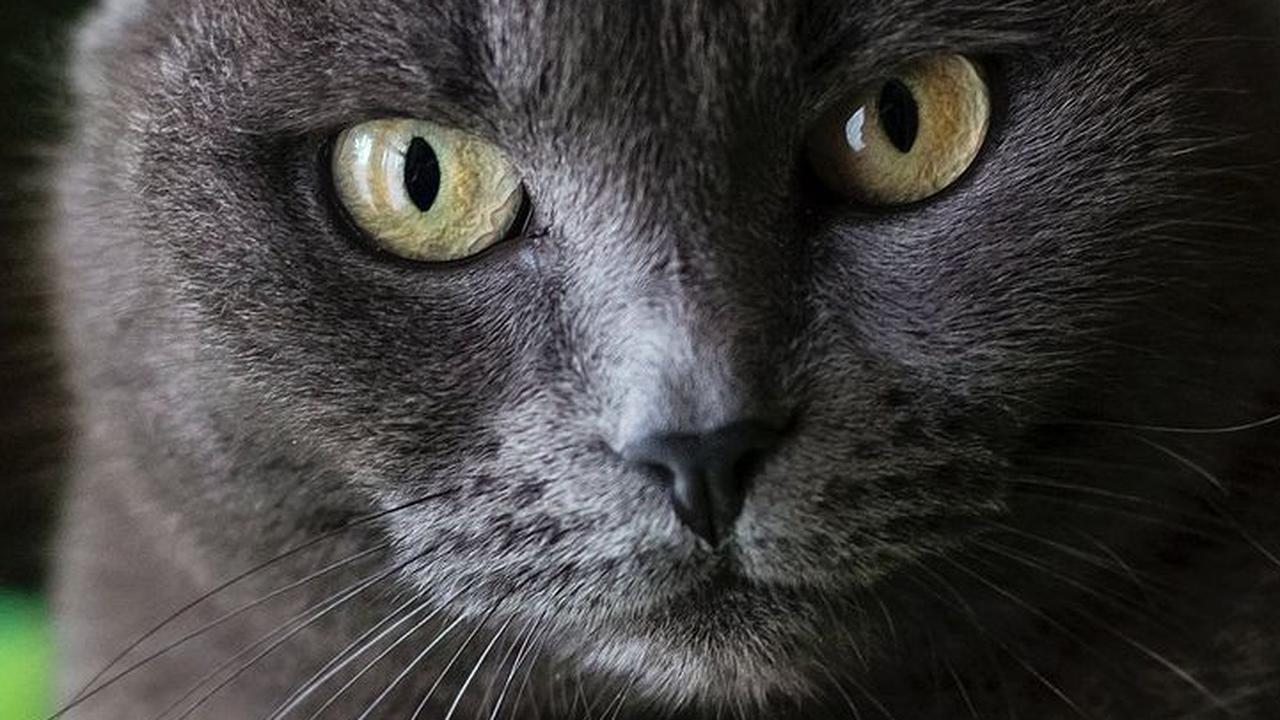 Nama Kucing Bahasa Korea Berarti Indah<br>