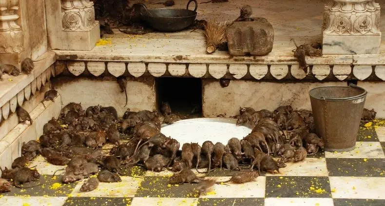 Kuil khusus untuk pemujaan Dewi Karni Mata dengan 20 ribu tikus di dalamnya. Source: http://mysteriousuniverse.org/