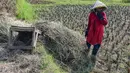 Petani memanen padi di lahan yang mengalami gagal panen di Desa Weninggalih, Kecamatan Jonggol, Kabupaten Bogor, Minggu (5/7/2026). (Merdeka.com/ Arie Basuki)