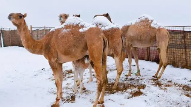 Potret Langka Arab Saudi Bersalju Lebat (sumber: awwsat)