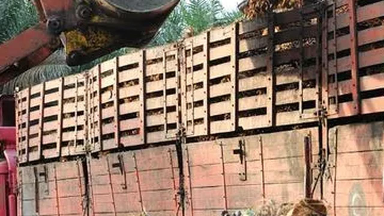 Tak hanya itu, mereka juga memiliki bisnis di sektor lainnya seperti properti dan perkebunan. Sejak 2008, Budi Hartono diketahui sudah memiliki perkebunan kelapa sawit seluas 65.000 hektare di Kalimantan Barat.
