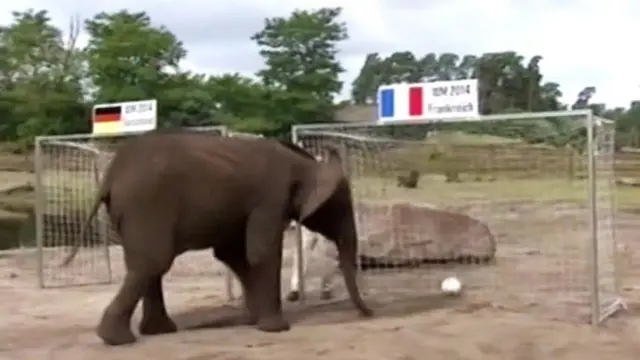 Gajah Ramalkan Jerman Kalahkan Perancis