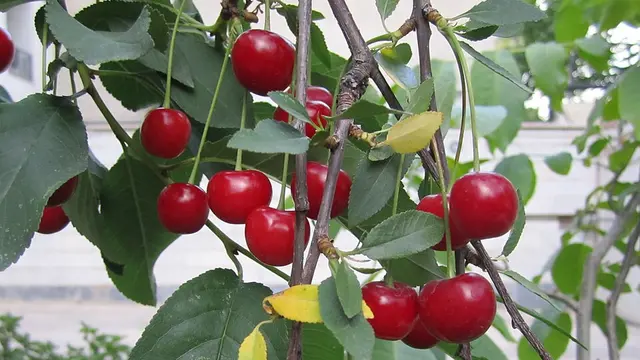 Pohon buah ceri