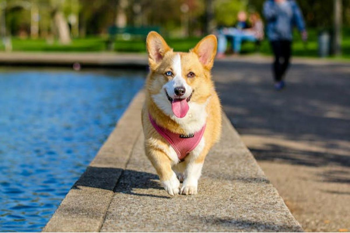 Kebiasaan Menjilati Kaki pada Anjing: Tanda Cinta atau Gejala Penyakit?