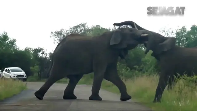 Wisatawan di Afrika berhasil merekam perkelahian gajah liar di Afrika