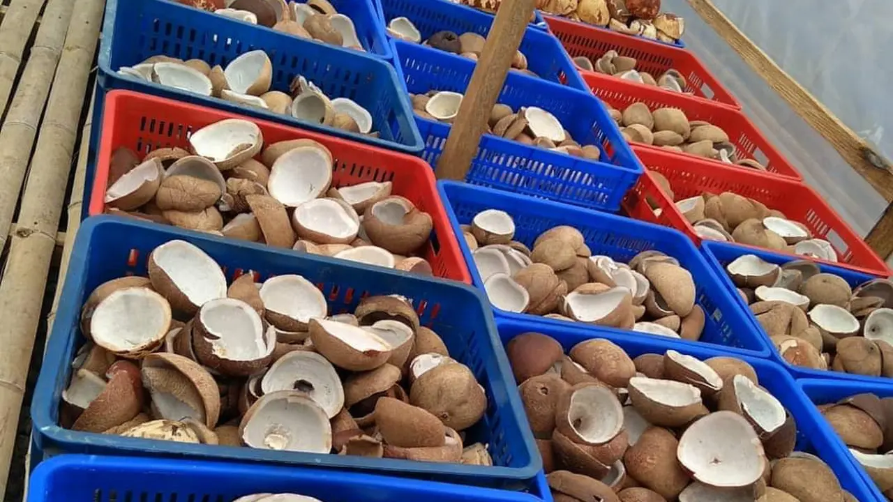 Pengembangan kopra putih oleh PT. Surya Pertiwi Agrojaya, untuk meningkatkan produksi kelapa.(Foto Istimewah)