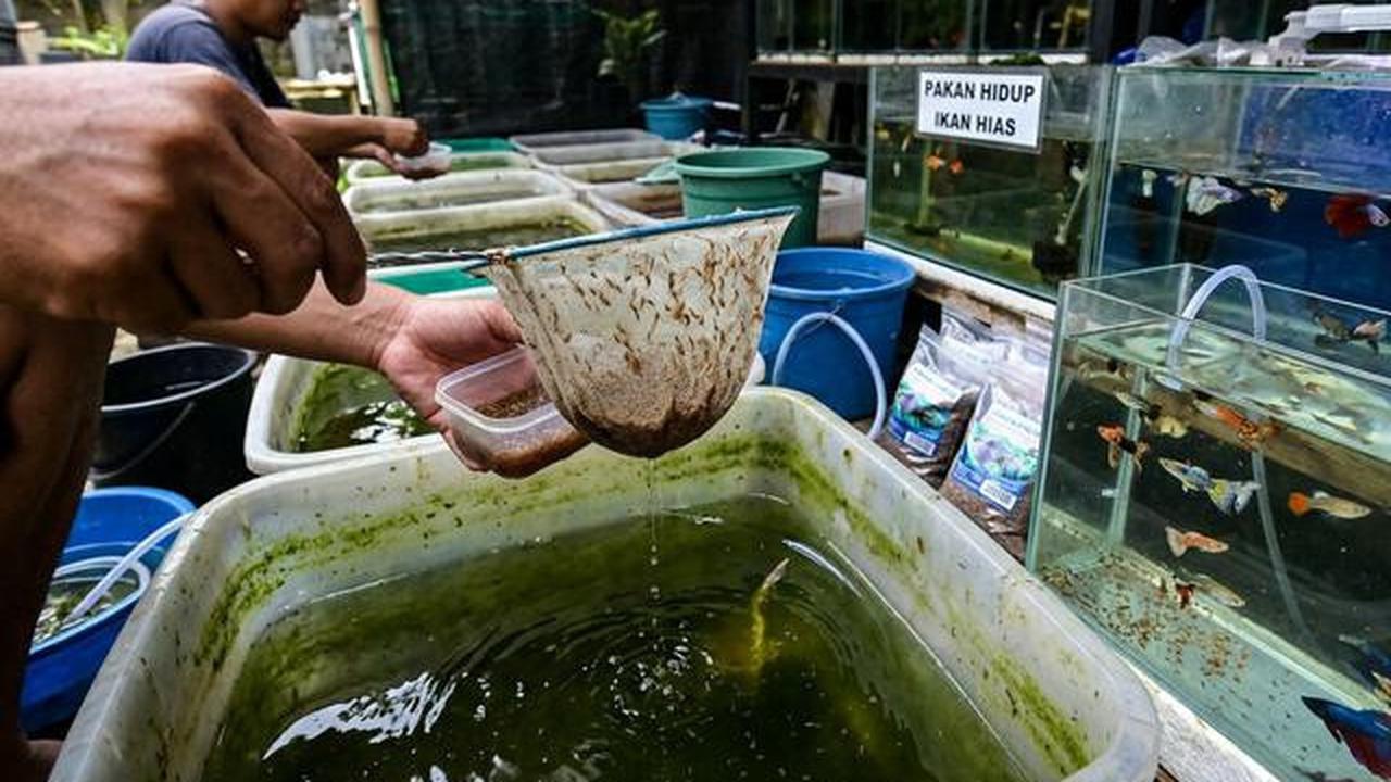 Budidaya Kutu Air di Galon Bekas, Cara Mudah Memproduksi Pakan Alami Ikan dengan Biaya Murah