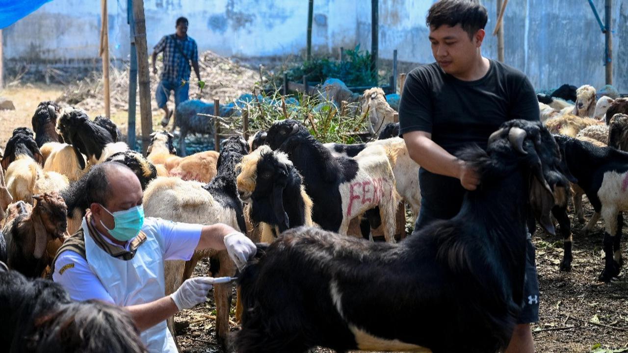 Pertamina Patra Niaga Bagikan Ratusan Sapi dan Kambing Qurban dari Sabang hingga Merauke