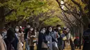 Orang-orang dengan mengenakan masker mengambil foto saat mereka berjalan melalui barisan pohon ginkgo saat pepohonan dan trotoar ditutupi dedaunan kuning cerah di sepanjang trotoar di Tokyo, Jepang pada 28 November 2020. (AP Photo/Kiichiro Sato)