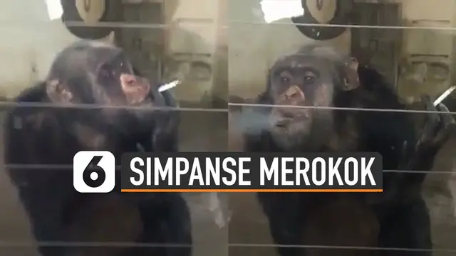 Aksi tidak terpuji dilakukan oleh pengunjung ketika menaruh rokok di sela-sela kaca simpanse. Hal itu membuat simpanse menghisap rokok pemberian pengunjung.