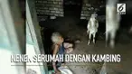 Nenek Kaminah yang tinggal serumah dengan kambing mendapat bantuan dari Pemerintah Daerah Tuban.