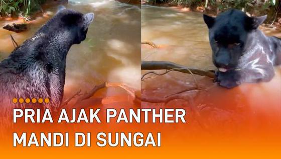 VIDEO: Ngeri-Ngeri Gemas, Pria Ajak Panther Mandi di Sungai