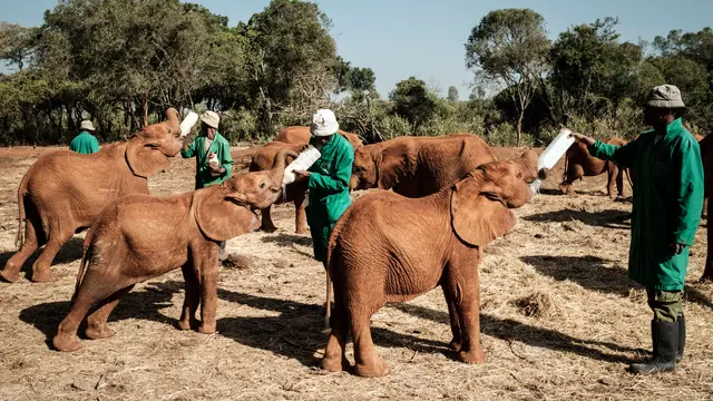 Panti Asuhan Gajah di Kenya