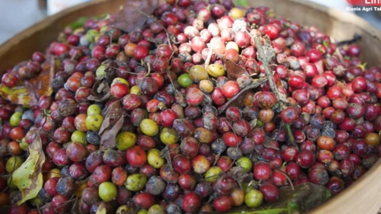 Mencicipi Nikmatnya Kopi Banjarsari Magelang, Sudah Terkenal Sejak Zaman Kolonial Belanda