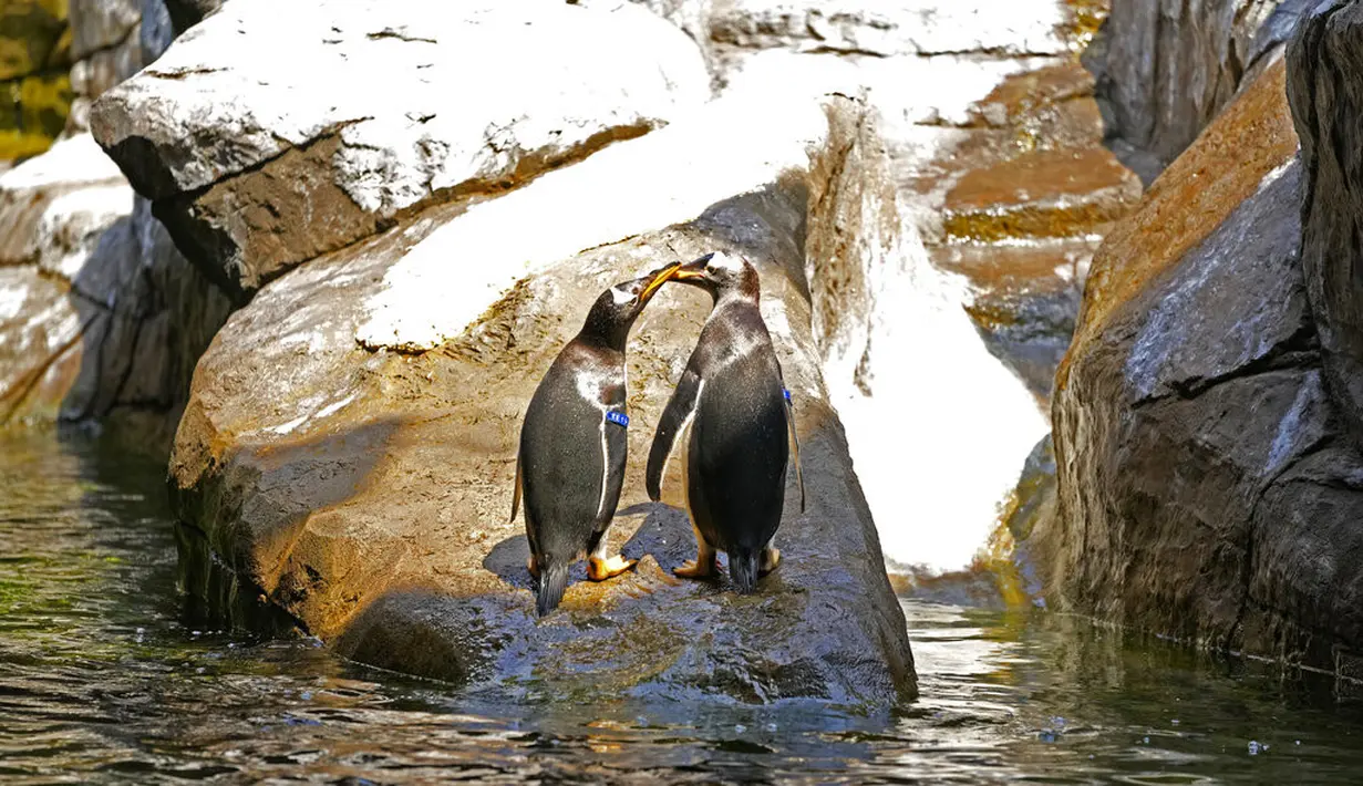 Dua penguin Gentoo bermain di atas batu di dalam kandang mereka di Taman Pairi Daiza di Cambron-Casteau, Belgia, Senin (5/7/2021). Penguin Gentoo diketahui hidup di semenanjung Antartika dan sejumlah Sub Antartika. (AP Photo/Virginia Mayo)
