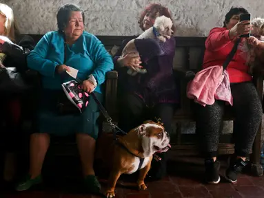 Orang-orang dan hewan peliharaan mereka menunggu untuk diberkati dalam perayaan Santo Fransiskus dari Asisi di gereja San Fransisco, Chile, Kamis (4/10). Perayaan Santo Fransiskus dari Asisi dipercaya sebagai Santo pelindung binatang. (AP/Esteban Felix)