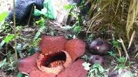 Bunga Bangkai atau Rafflesia Arnoldii ditemukan tumbuh kembali di Bengkulu.