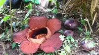 2 Bunga Rafflesia Arnoldii Mekar di Hutan Bengkulu