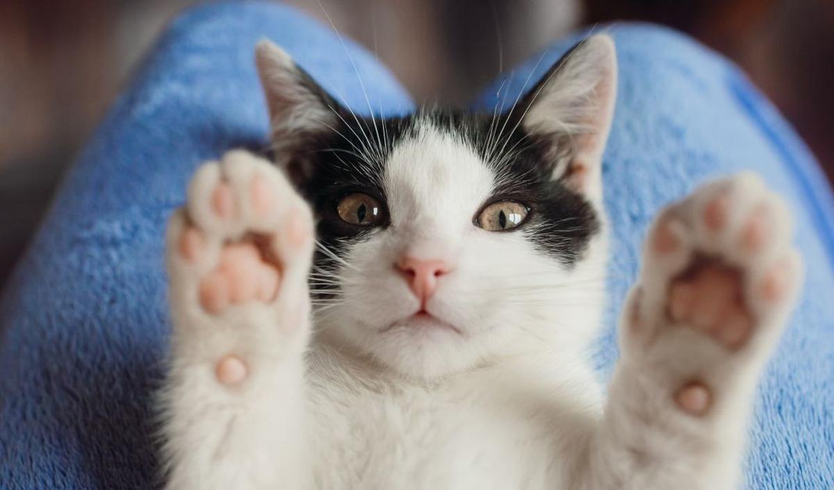 Penyakit Lain akibat Cakar Kucing