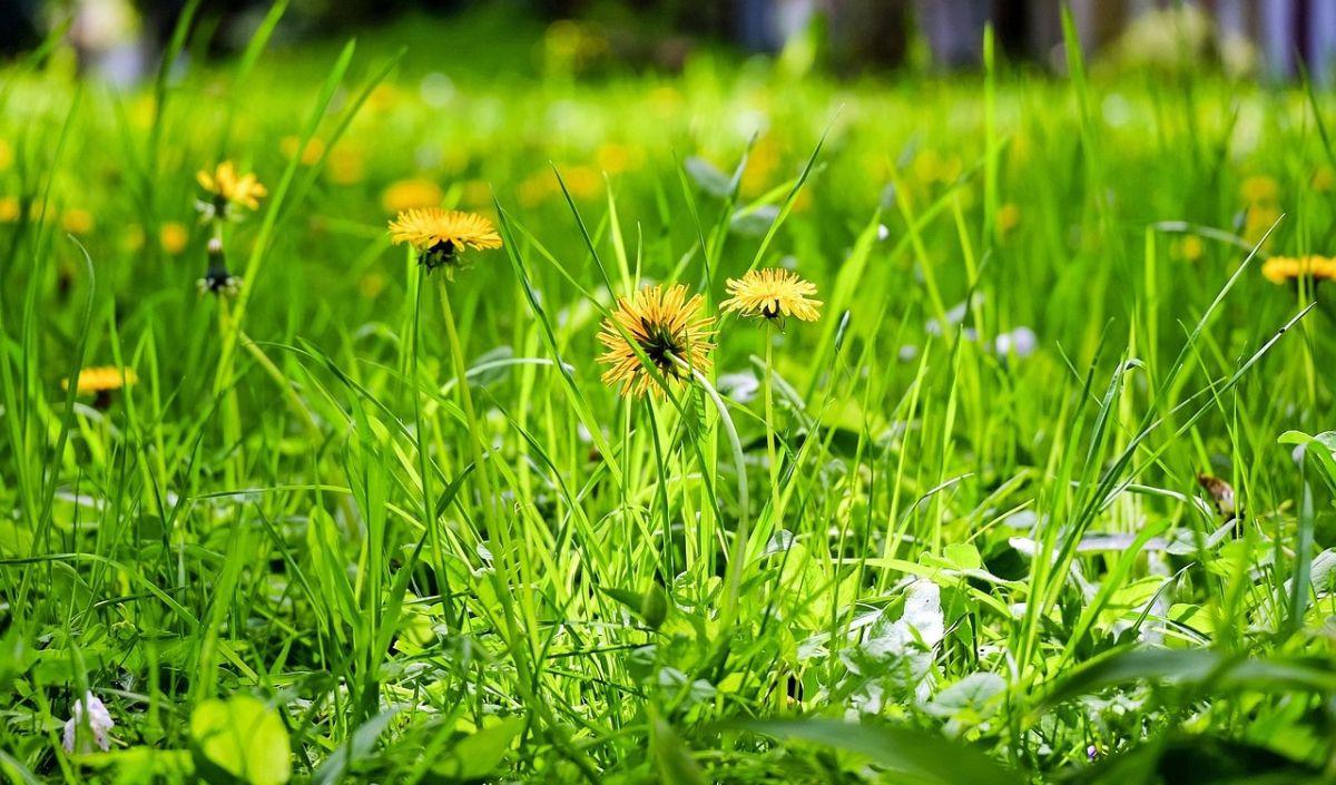 Tips Aman Mengonsumsi Dandelion