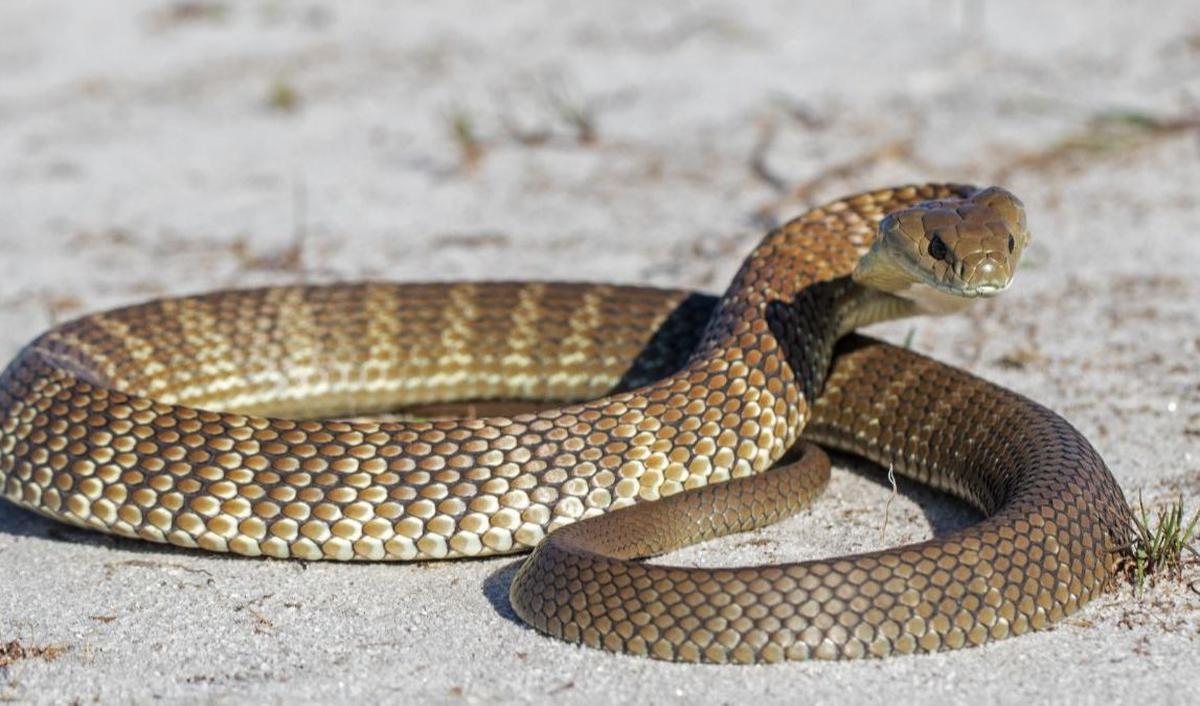 4. EASTERN TIGER SNAKE/ Ular Harimau Timur