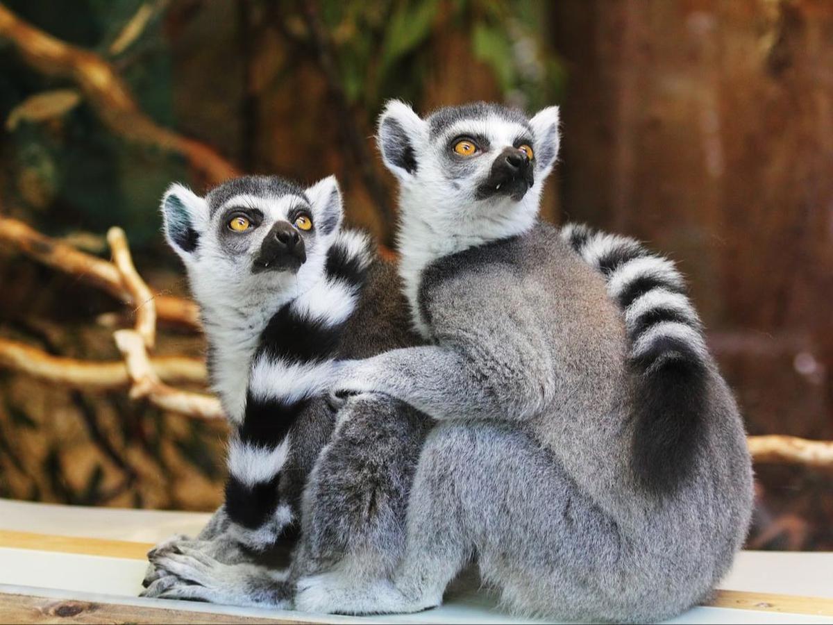 Sejarah Hari Lemur Sedunia
