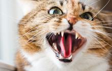 Penyebab Mengapa Kotoran Anjing dan Kucing lebih Bau Dibanding Ayam dan Sapi