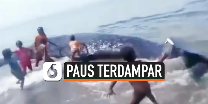 VIDEO: Seekor Paus Ditemukan Terdampar di Pantai Sebira