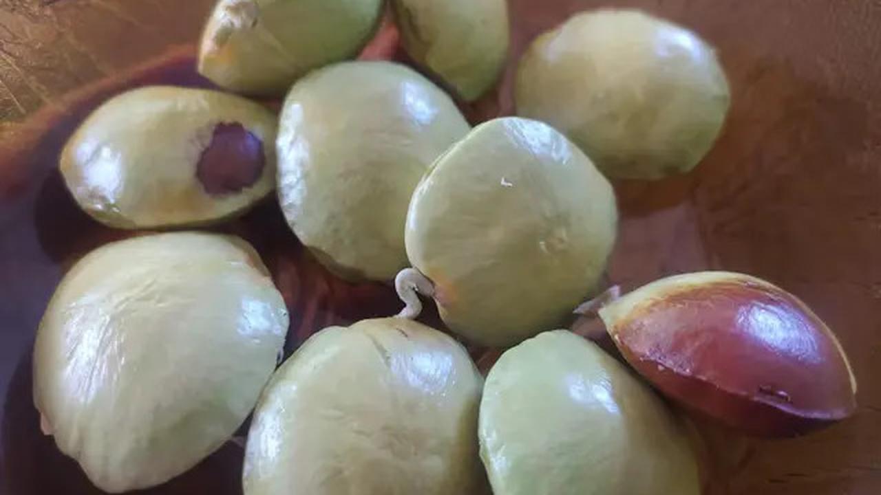 Cara Cepat Membuat Jengkol Empuk dalam 5 Menit Tanpa Panci Presto