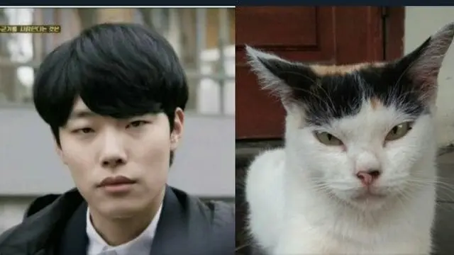 Bikin Gemas, Ini 7 Cocoklogi Kucing Mirip Artis yang Bikin Ketawa Geli
