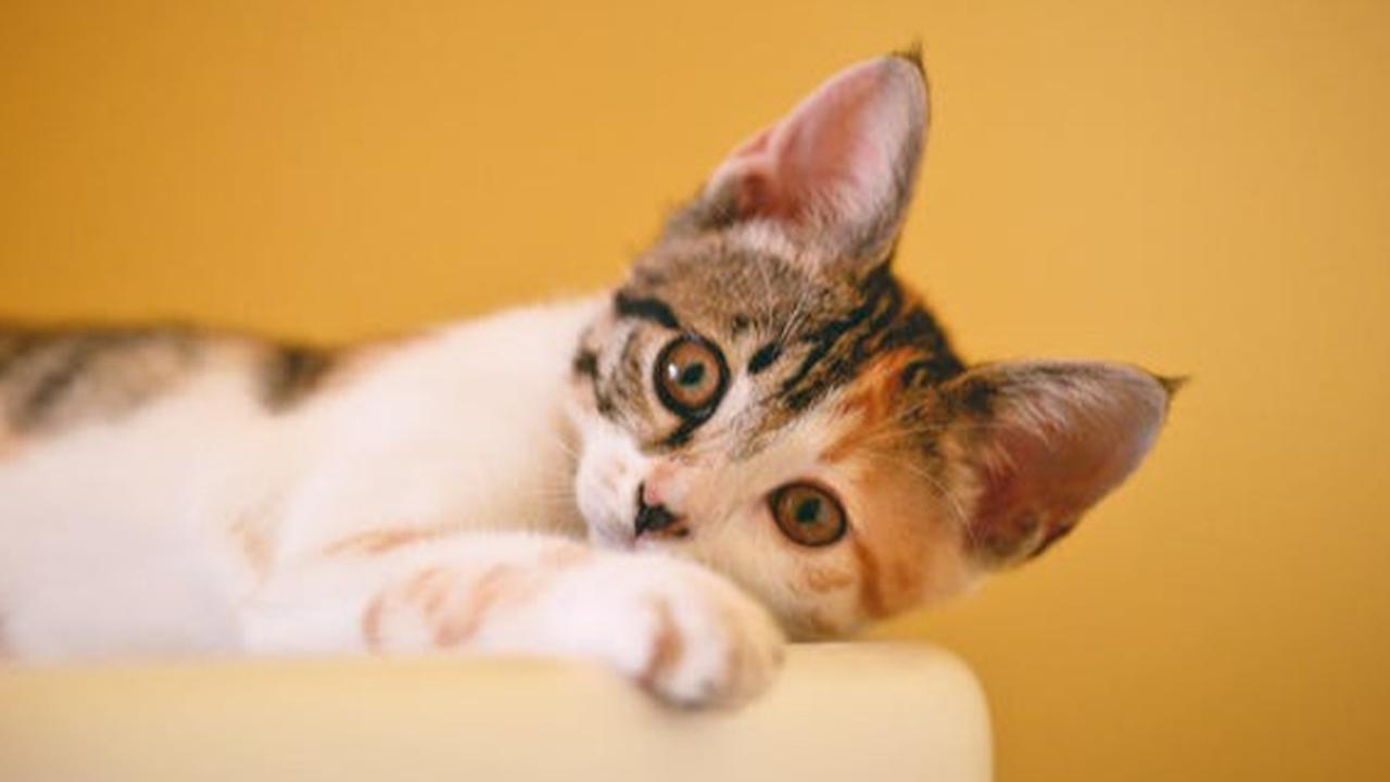 120 Nama Kucing Lucu Terinspirasi dari Bahasa Korea