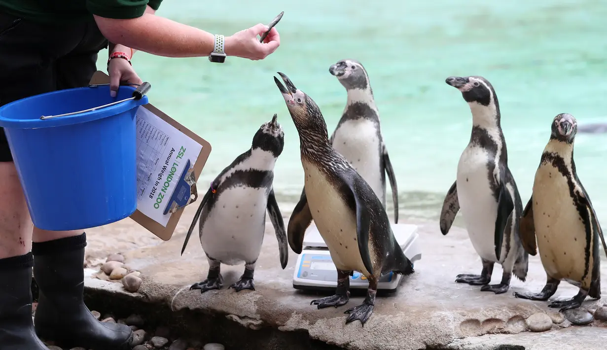 Petugas memberikan ikan kepada penguin selama penimbangan tahunan Kebun Binatang London, Kamis (23/8). Kebanyakan hewan ditimbang dan diukur tingginya dengan diumpan menggunakan makanan yang ditaruh disekitar alat pengukur. (Daniel LEAL-OLIVAS/AFP)