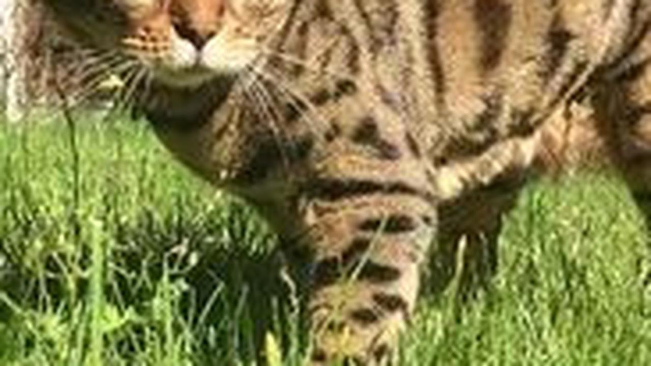 2. Siklus Gigitan atau Luka Gores Tidak Biasa