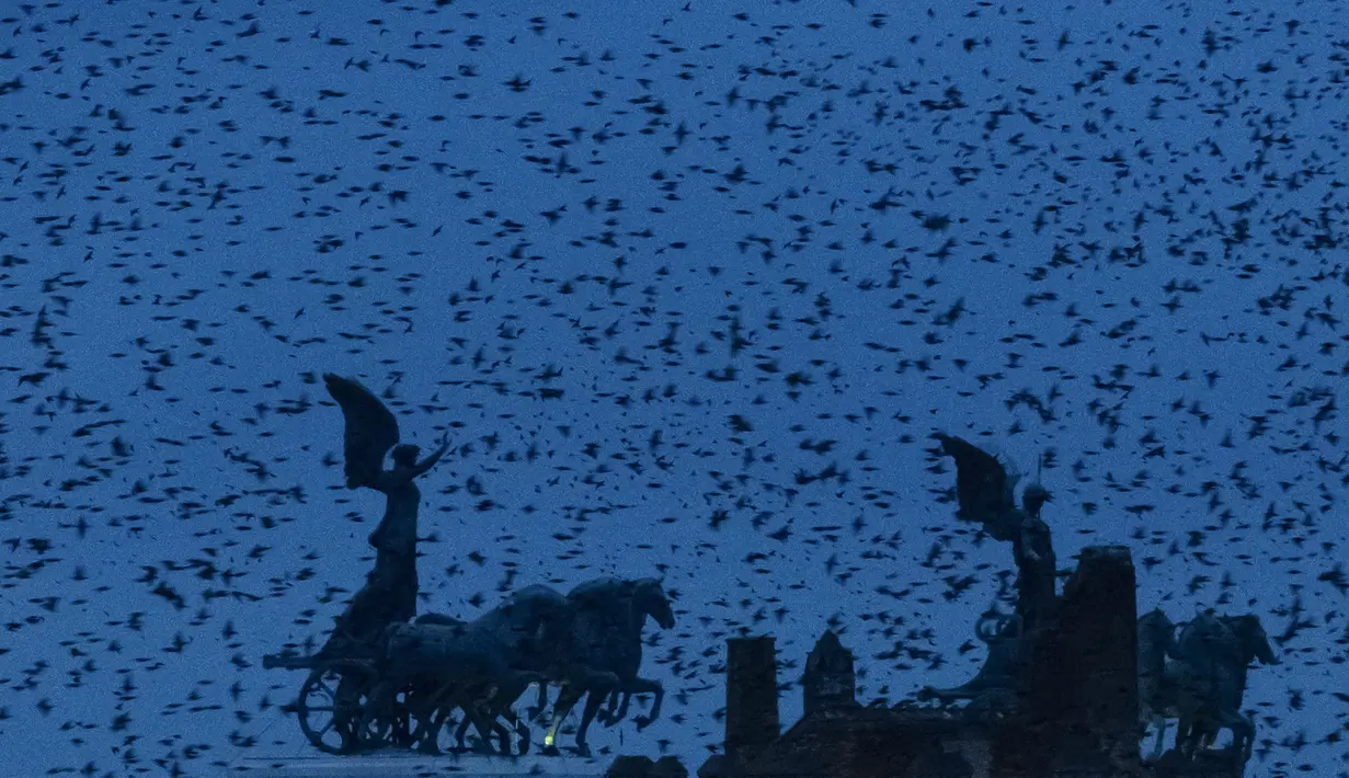 Burung Jalak terbang di atas monumen Vittoriano di Roma, Italia (20/12/2019). Di musim dingin, burung jalak bermigrasi dengan terbang bersama dan genomena ini disebut murmuration. (AFP Photo/Tiziana Fabi)