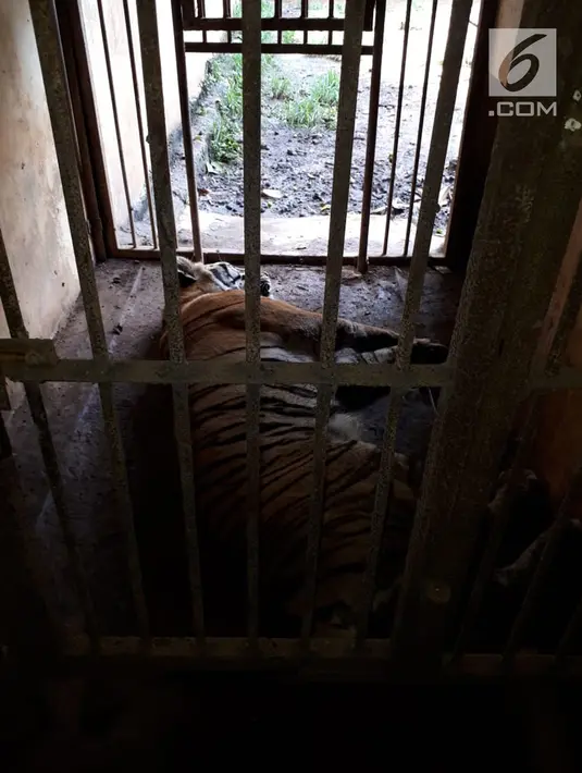 Seekor harimau tertidur setelah sebelumnya lepas dari kandangnya di Kebun Binatang Taman Marga Satwa Mangkang, Semarang, Jawa Tengah, Rabu (5/12). Dalam beberapa jam, harimau-harimau tersebut sudah berada di dalam kandangnya kembali. (Liputan6.com/Gholib)